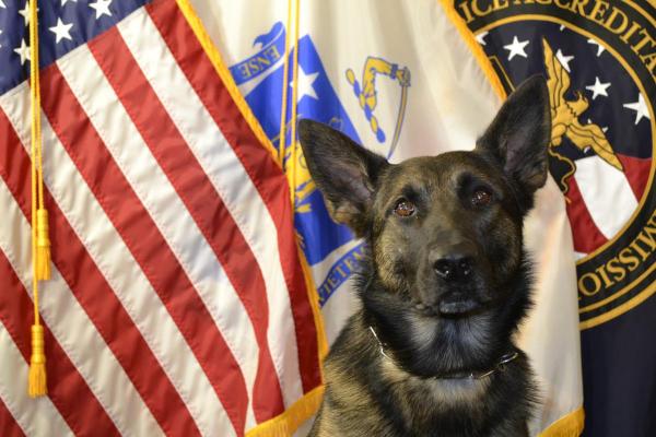 K9 Sirk