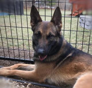 K9 Sirk